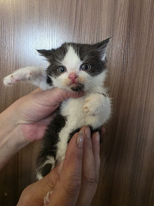 Отдам котят в хорошие руки