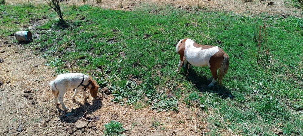 Пони отлар сотилади она бола