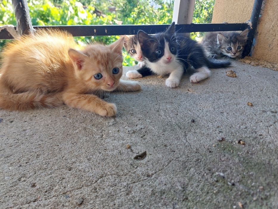 Подаряваме  котенца