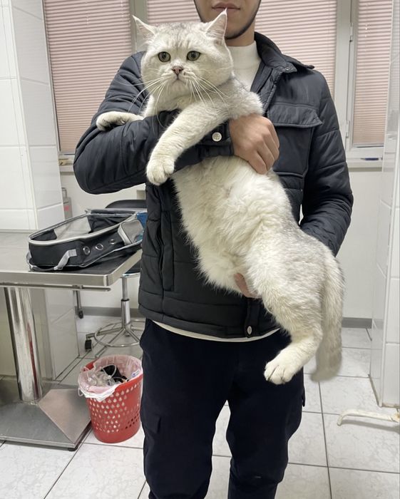 Вязка Premium class насил олиш учун тоза зот Британский Ny11