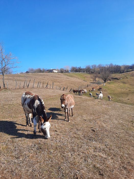 vând lapte de magarita