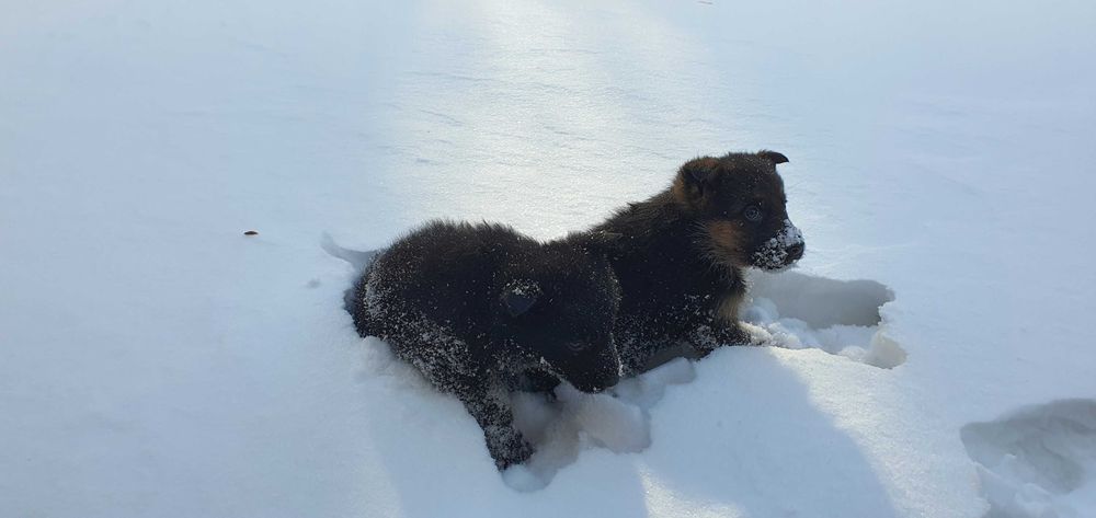 Щенки немецкой овчарки