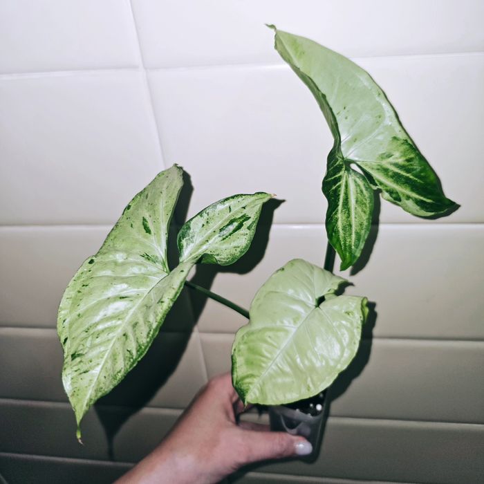 Сингониумы сортовые