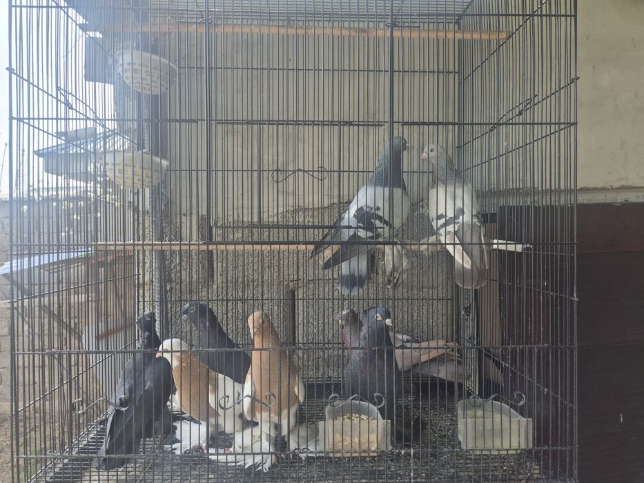 Кептерлер әр түрлі породалар