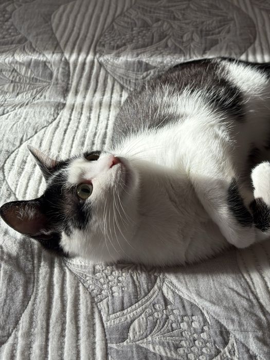 Отдим даром кота