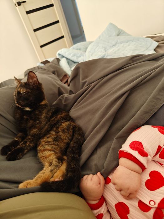 Отдам котенка девочку