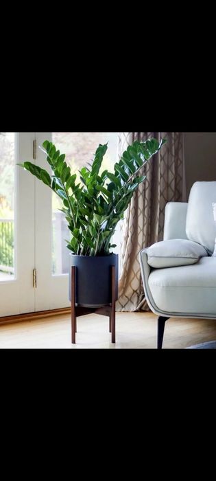 Замиокулькас Долларовое дерево растение Доллар