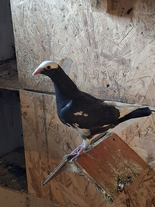 Porumbei pui si maturi