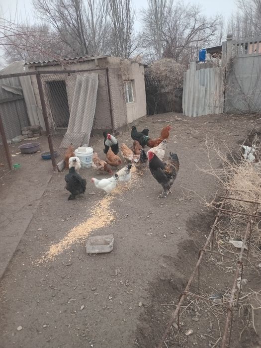 Продам петуха молодого.