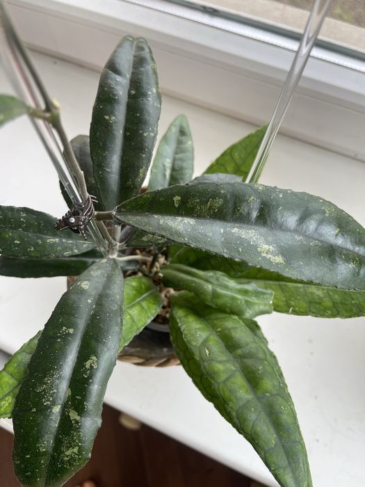 Хоя Финлансони Лонг Лиф