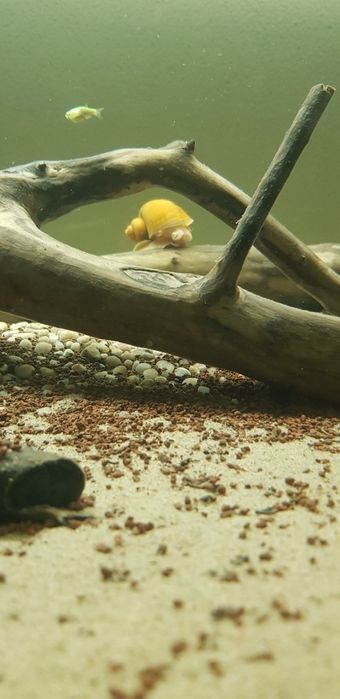 Melci de apa Pomaceea galbeni