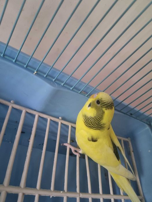 vand pui de perus,mascul