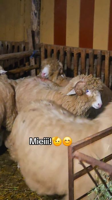 Berbeci băli și Noatini