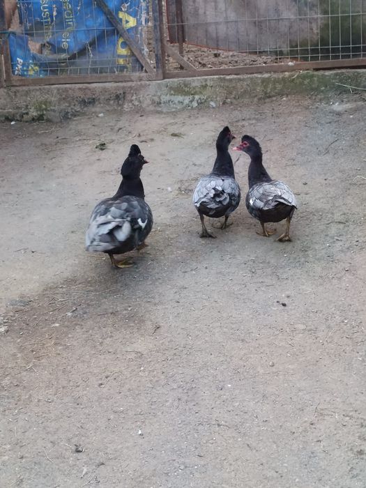 Vând rațe mute albastre