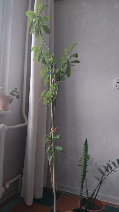 Комнатные растения