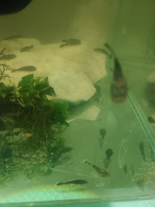 Обикновен Анцуструс