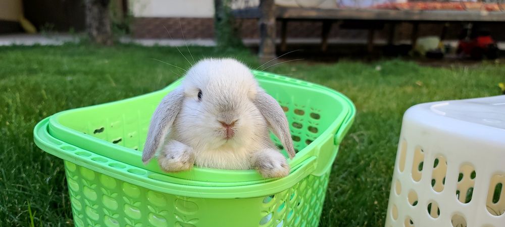 Toza zotli karlik quyon bolalari