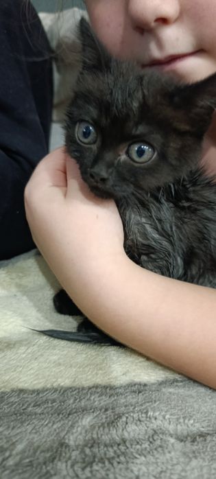 Отдам в добрые руки котенка