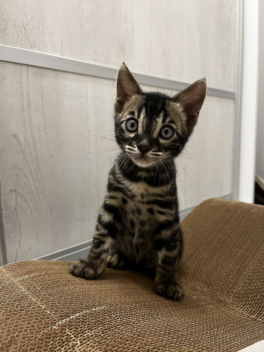 Продам бенгальского кота