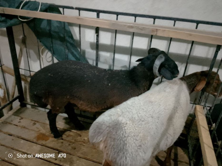 Quzi quchqorlar sotiladi