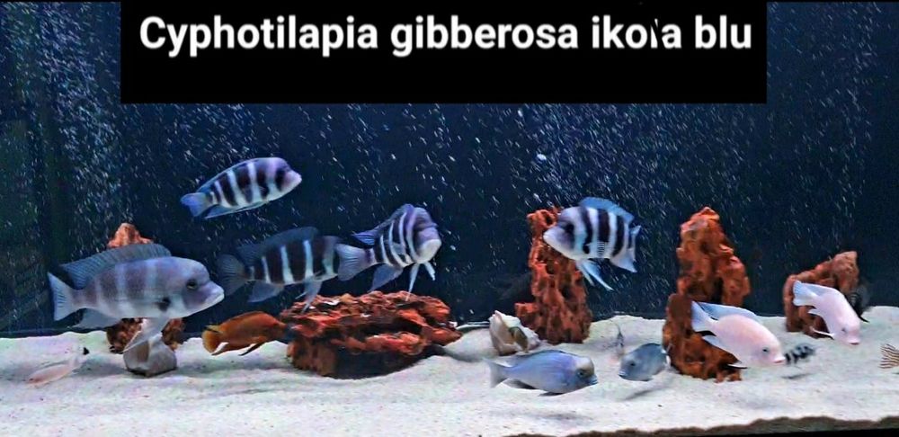 Продам Frantoza Icola blue