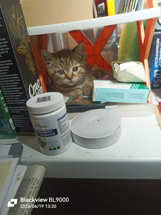 кошечка красивая  в добрые руки