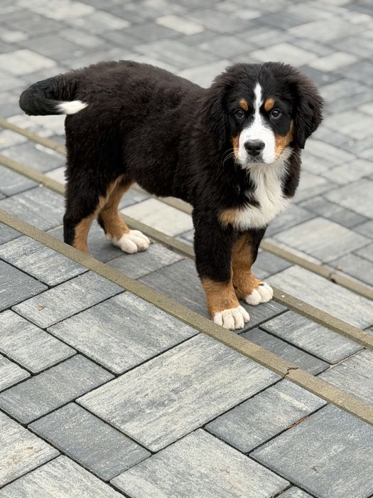 Ciobanesc de Berna -mascul