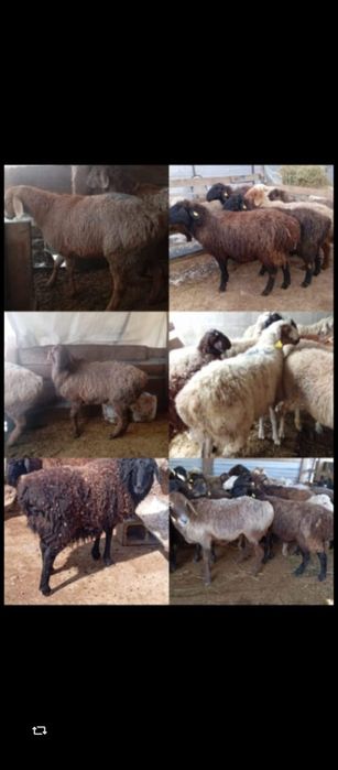 Кой сатылады,продаются бараны