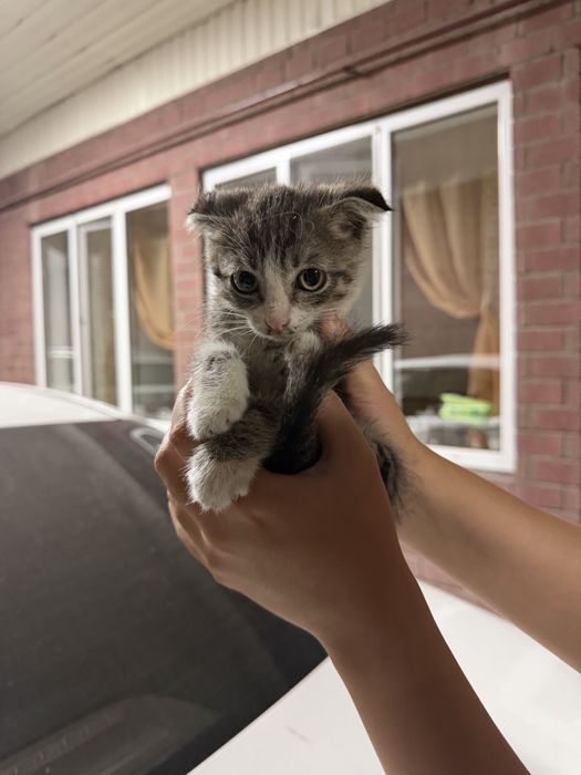 котенок девочка отдам