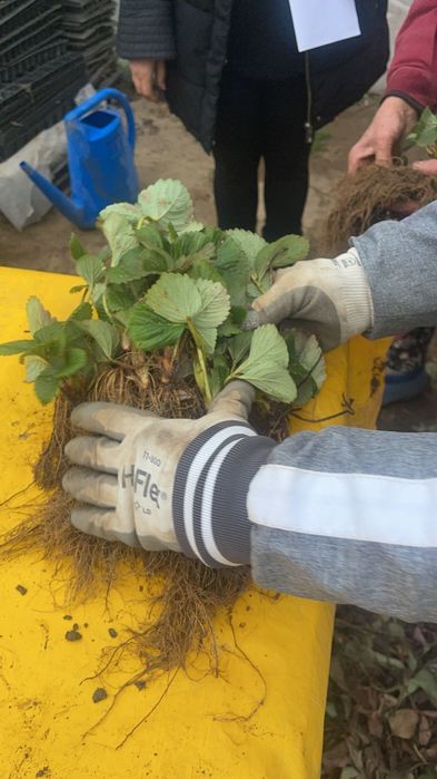 Stoloni de capsuna Aprica si Murano