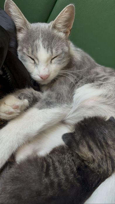 Кошка и котенок