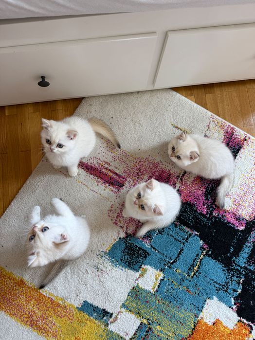 Породисти Котенца с родословие
