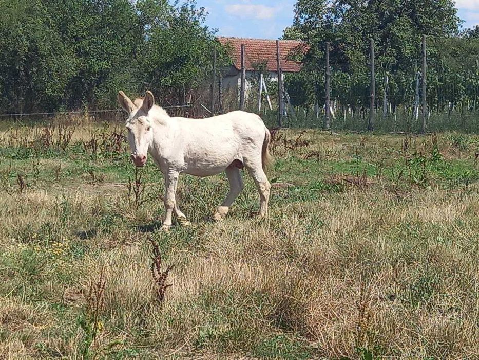 Măgar armăsar - Rasă baroc alb