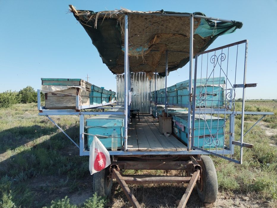 Asalari oilasi va uyasi sotiladi. 45 ta oila va yashik hamda pavelyon