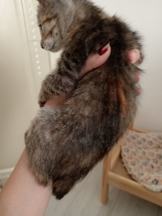 Отдаю котёнка в добрые руки