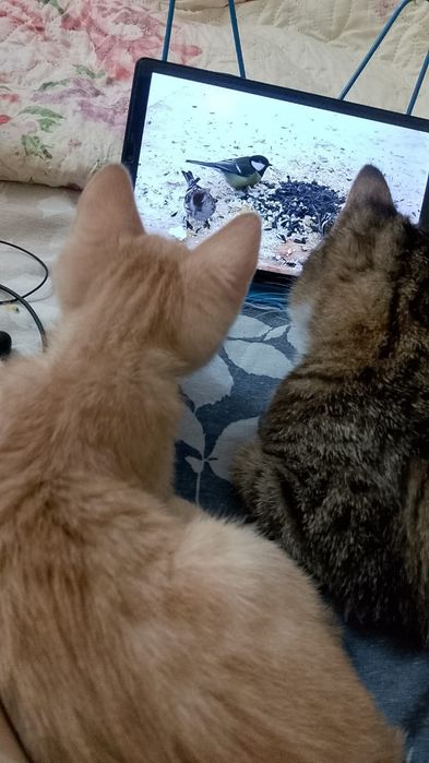 Кот  и котёнок  рыжий