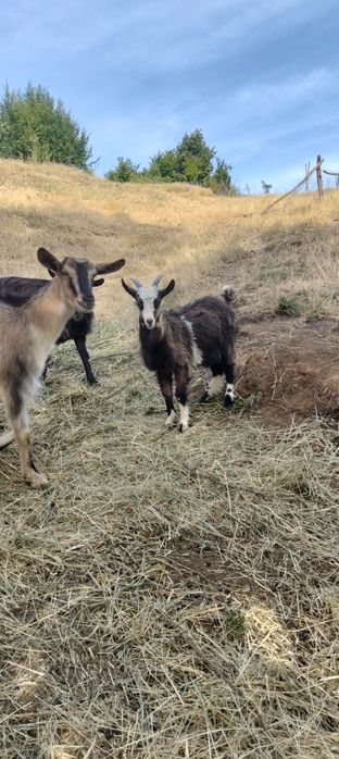 Am de vânzare un țap
