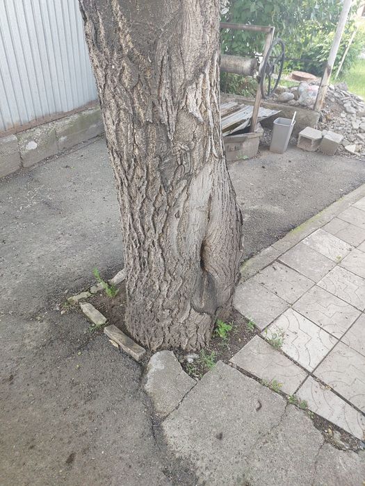 Отдам бесплатно ореховый дерево