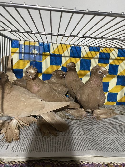 Выводы 2025г по старопородным