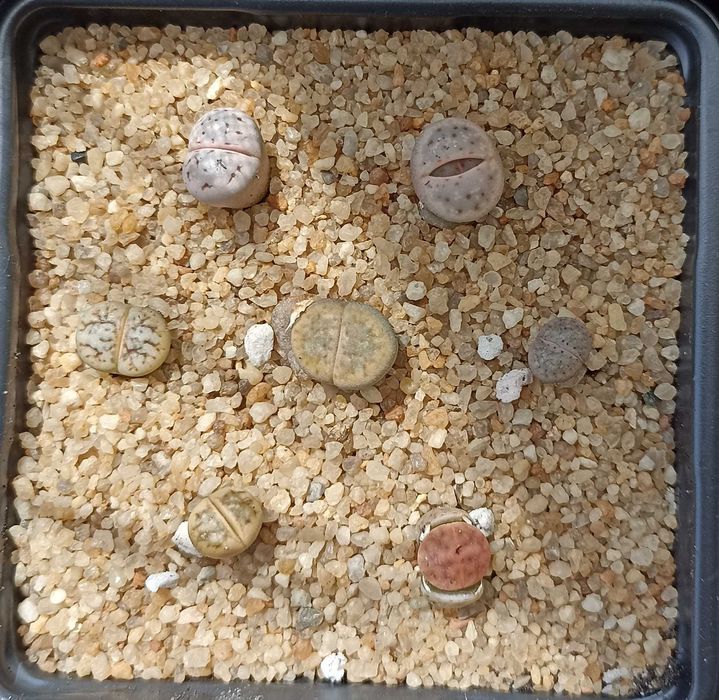 Литопсы-суперсуккуленты