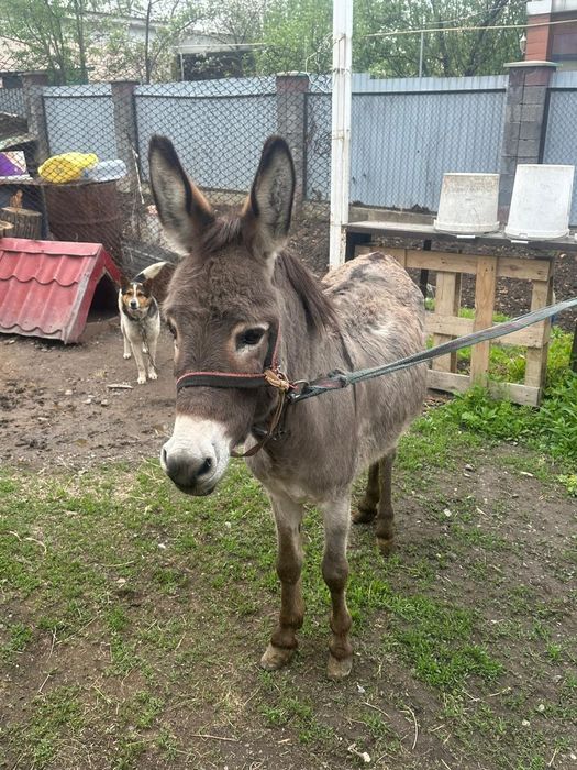 Продам   Ишака .