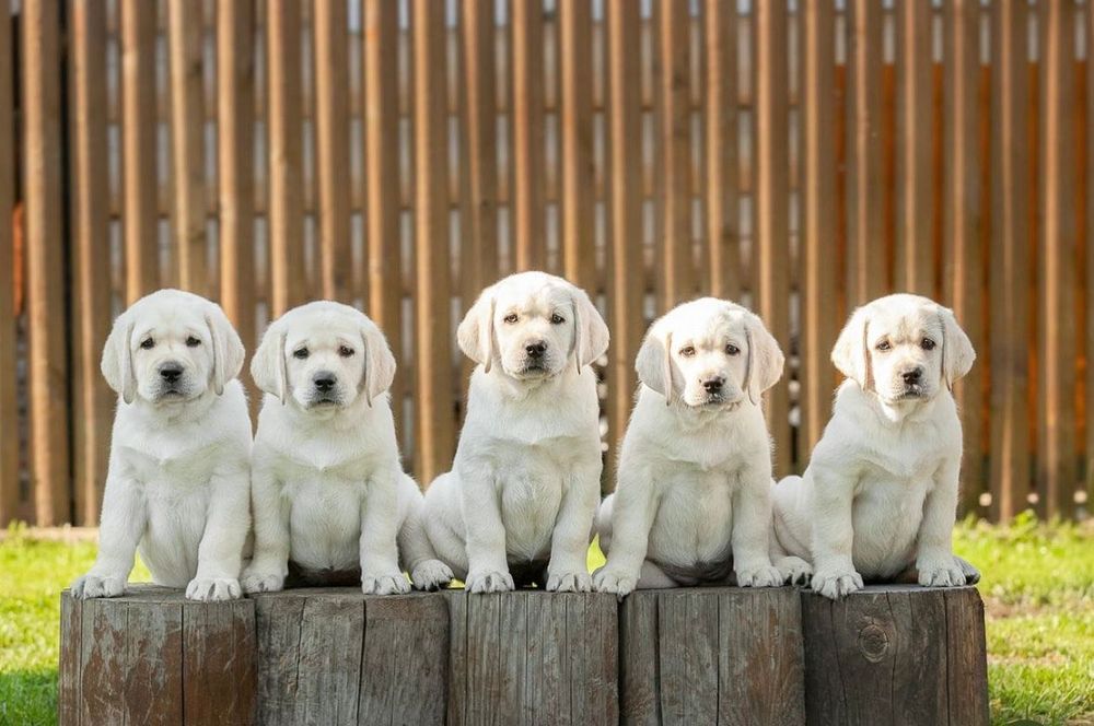 Шикарнейшие Щенки Лабрадора