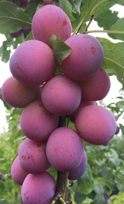 Pomi Fructiferi Columnari (PRUN )