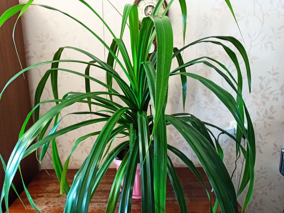 Продам комнатные цветы. Продам аквариум