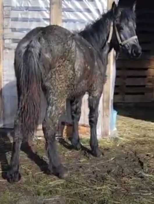 Мъжко Тежковозче