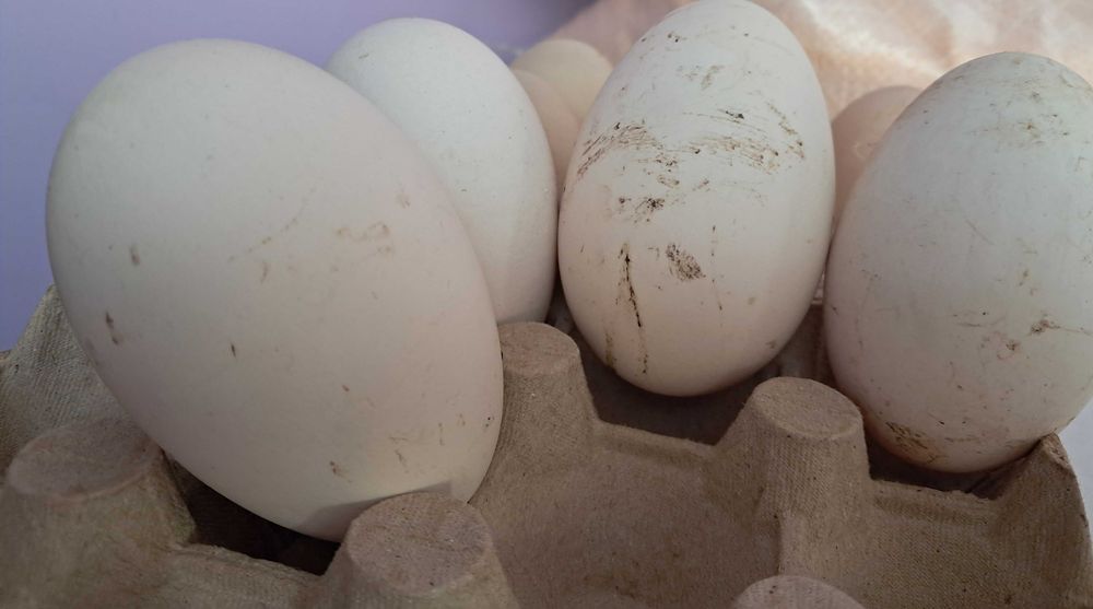 Ouă de gâscă pentru consum