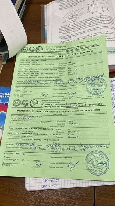 Продам щенка сиба-ину