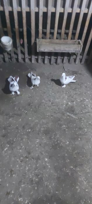 Краснашейки шыракахвосты 17 18хвост