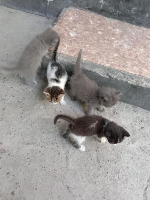 Бесплатно отдам котят
