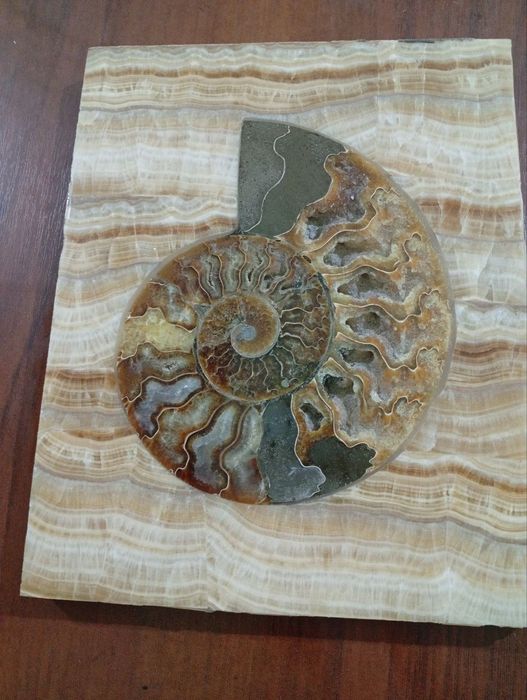 Кадимий чиганок ( Аргинал))л